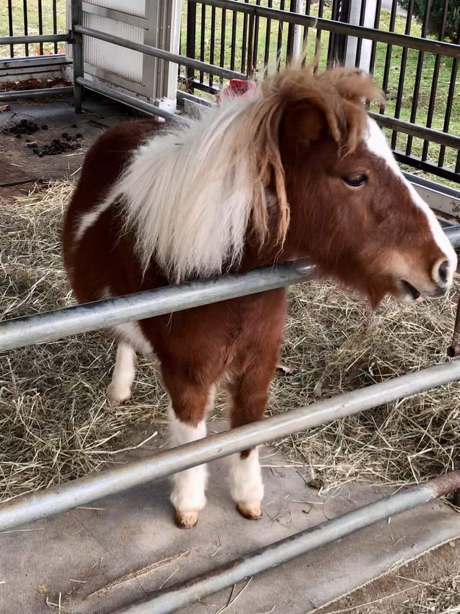 boutsu08's tweet image. あけましておめでとうございます！