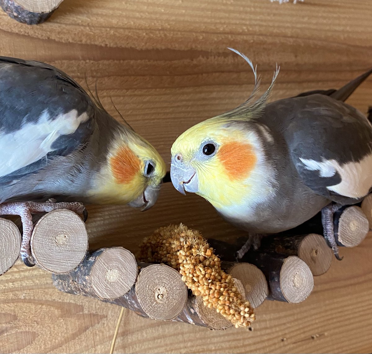 anitoto02's tweet photo. あけましておめでとうございます🩷 https://t.co/XDHnDu9P53