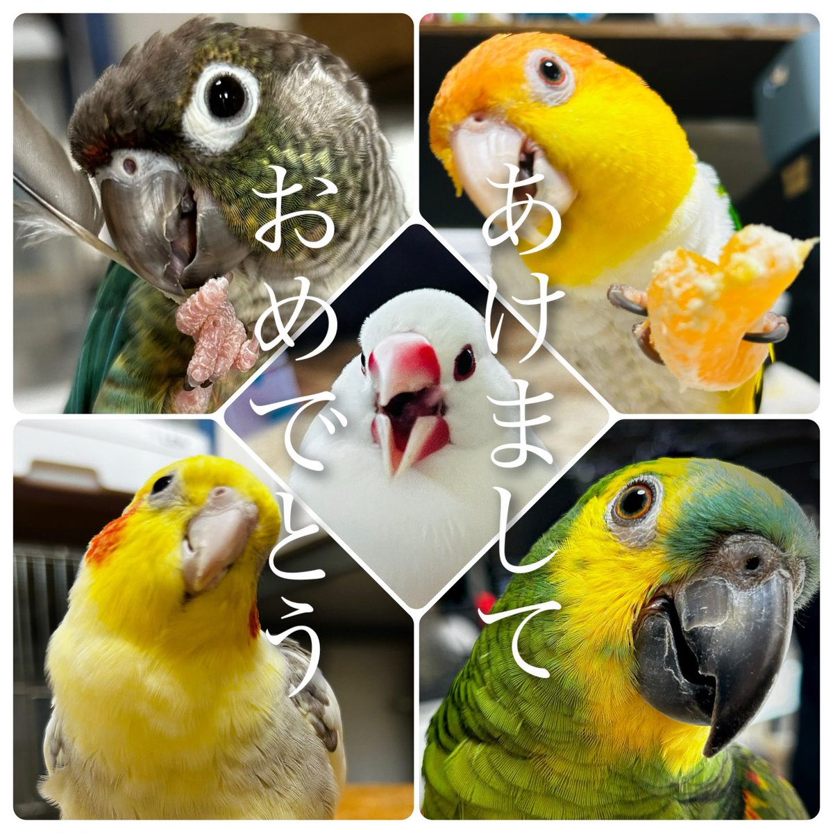 あけましておめでとうございます。昨年はありがとうございました。本年 