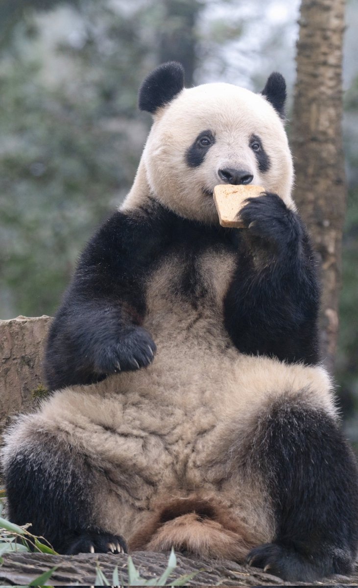 新年最初の日に撮った、シャンシャンがご飯を食べている写真をみなさんに贈ります🎁！2026年が健やかで幸せな一年でありますように！🥰
📷20260101PandaFan@雅安Bifengxia