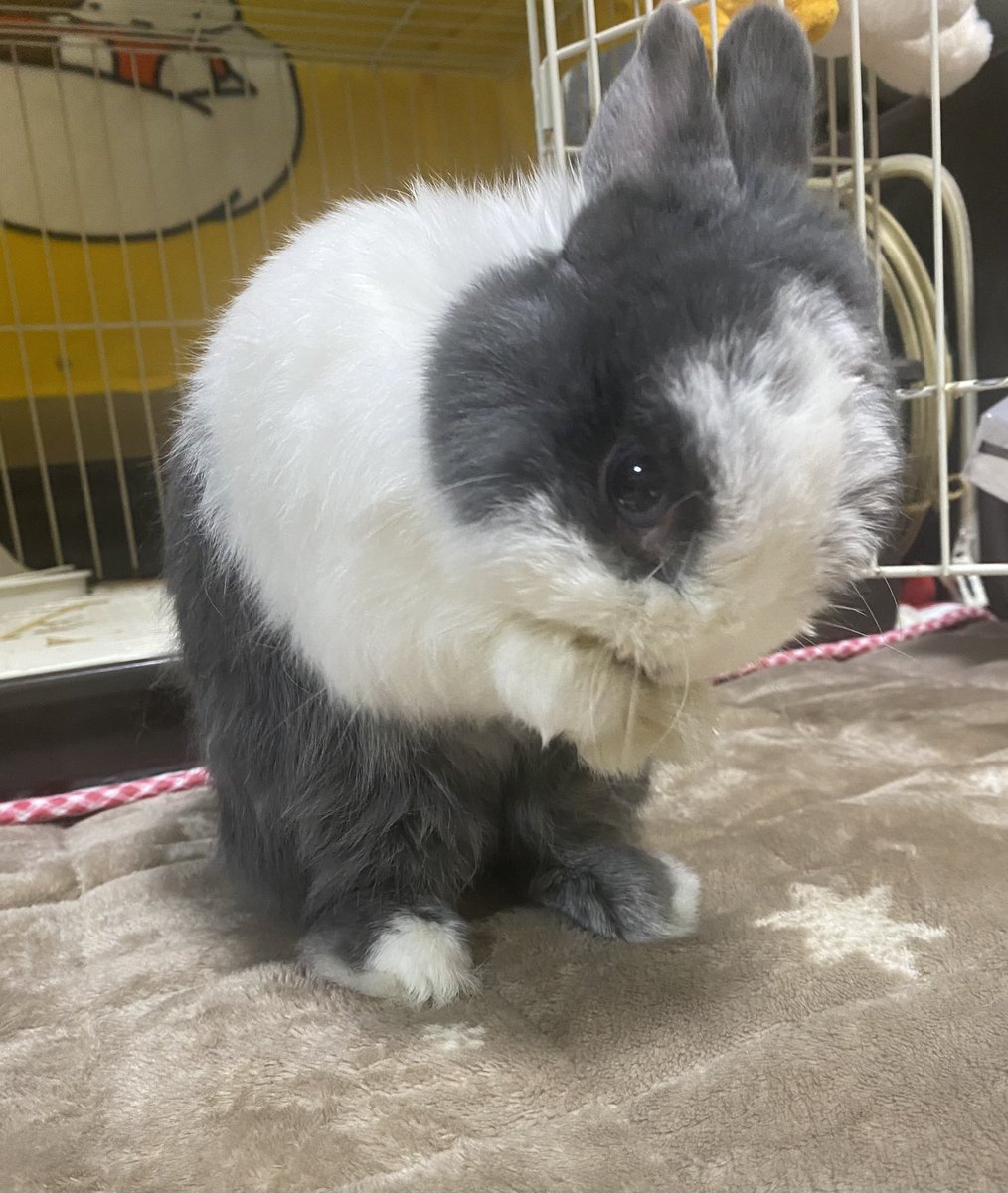 明けましておめでとうございます🐰🎍
本年もよろしくお願い致します🐰😊
#うさぎ　#うさぎのいる暮らし