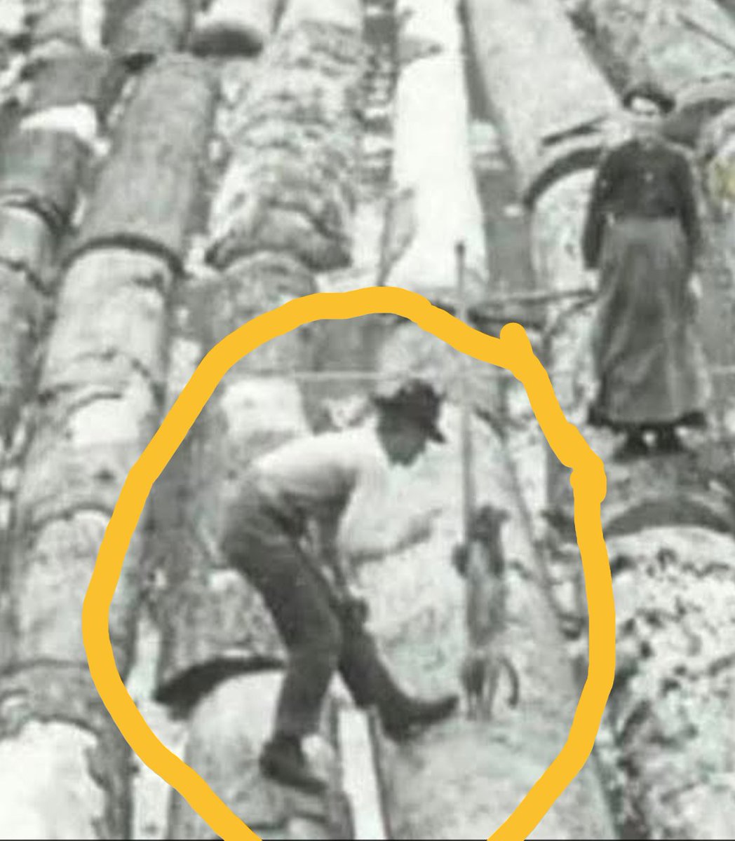 'Fucking Bitch' 🇺🇸 Real Patriot tweet media