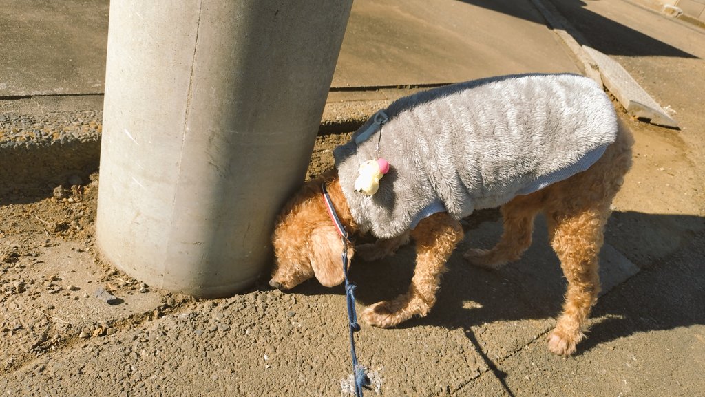 chie★🏠🐖🐩💛 tweet media