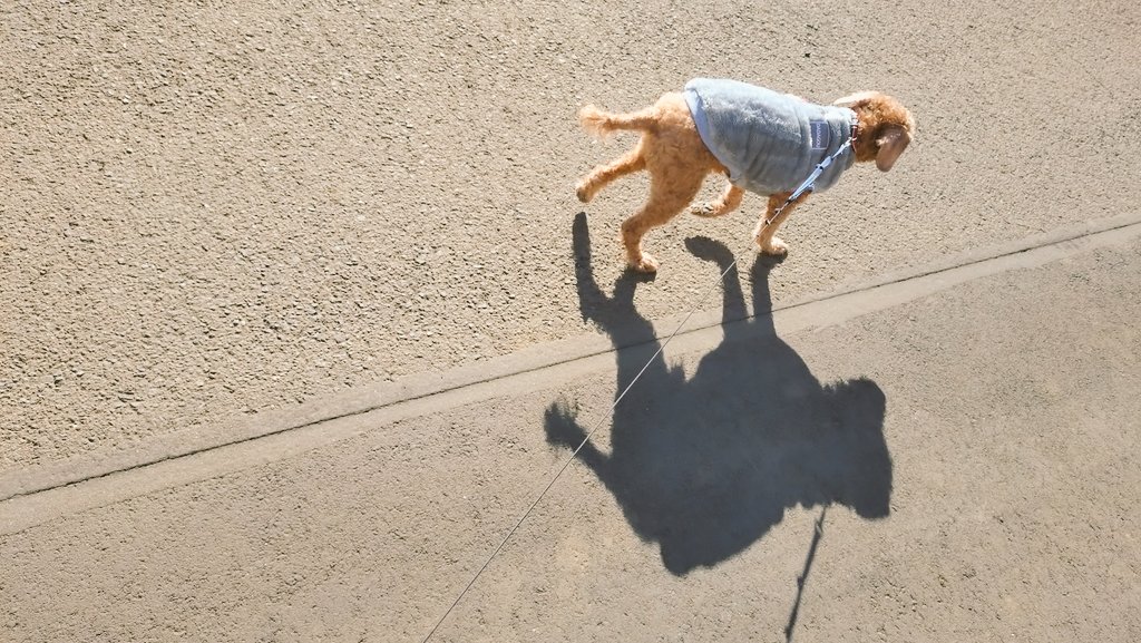 chie★🏠🐖🐩💛 tweet media