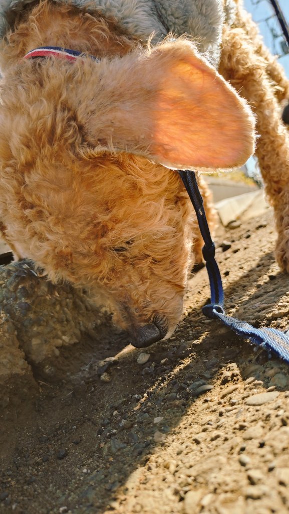 chie★🏠🐖🐩💛 tweet media