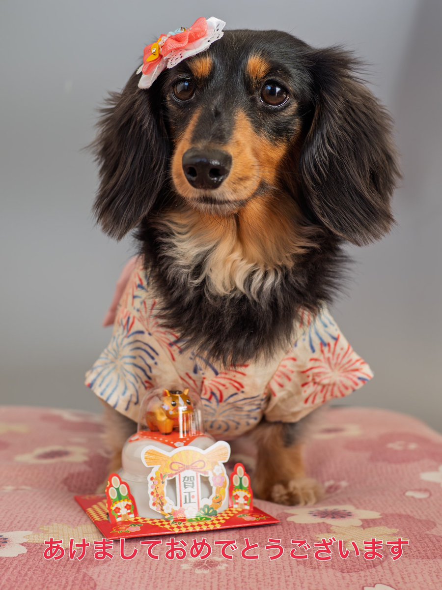 くぅちゃんのママ (@kuchanmama) / Posts / X