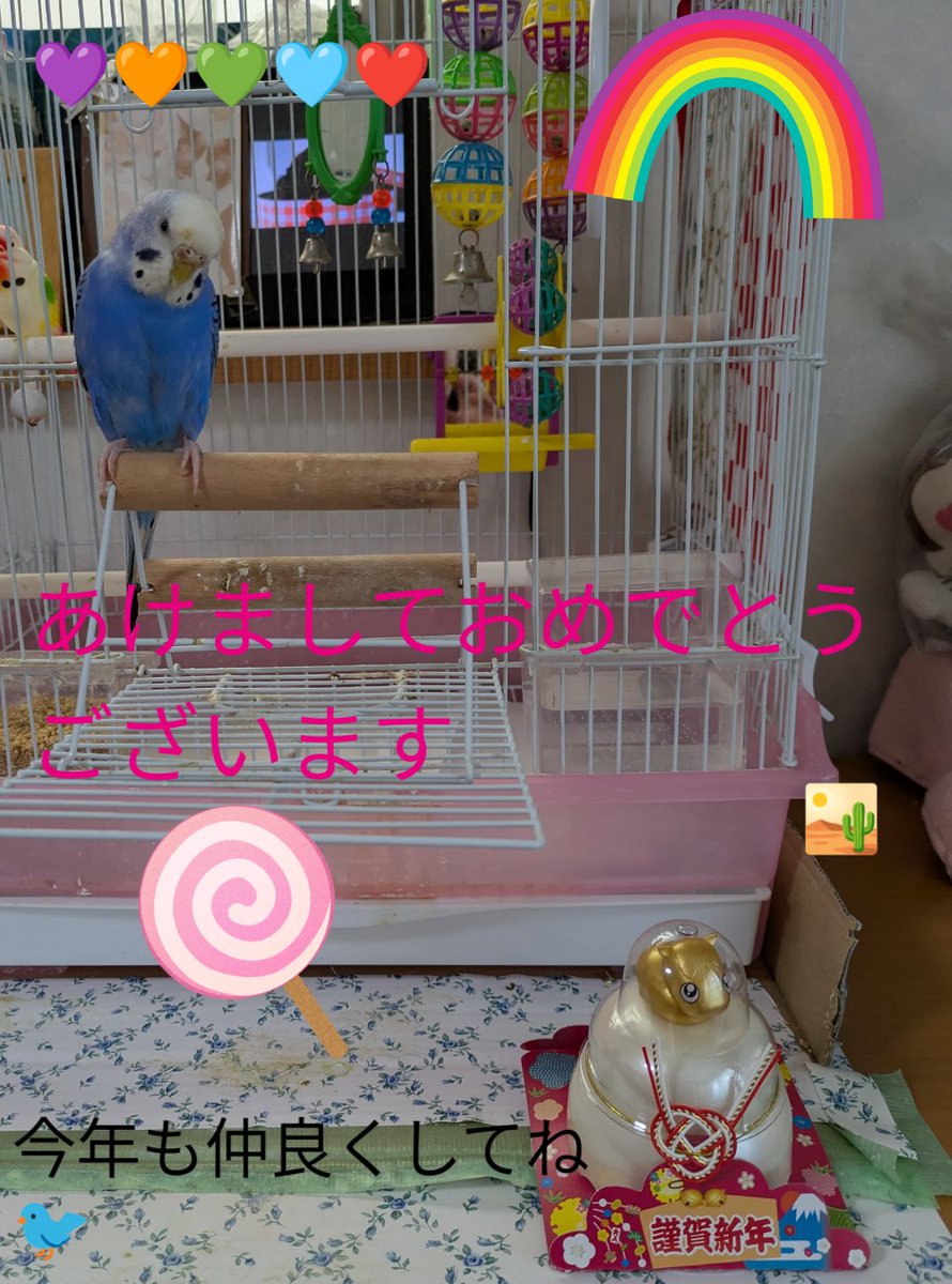 あけましておめでとうございます🌅
🐦️ぴーと共に穏やかに新年を迎える事が出来ました。今年も宜しくお願いします🐦️ぴー＆🧑junko
