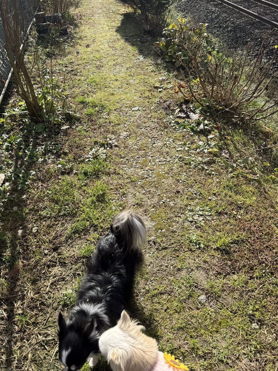 ChhiF's tweet image. 元旦からエセ撮り鉄失敗( ˟ ⌑ ˟ )
今年もよろしくお願いします🙏