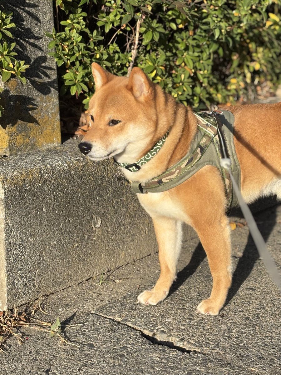dora1104's tweet photo. 𝗛𝗮𝗽𝗽𝘆 𝗡𝗲𝘄 𝗬𝗲𝗮𝗿♬︎*.:*
今年もよろしくお願いいたします🐕💨 https://t.co/D9NQ299zEf