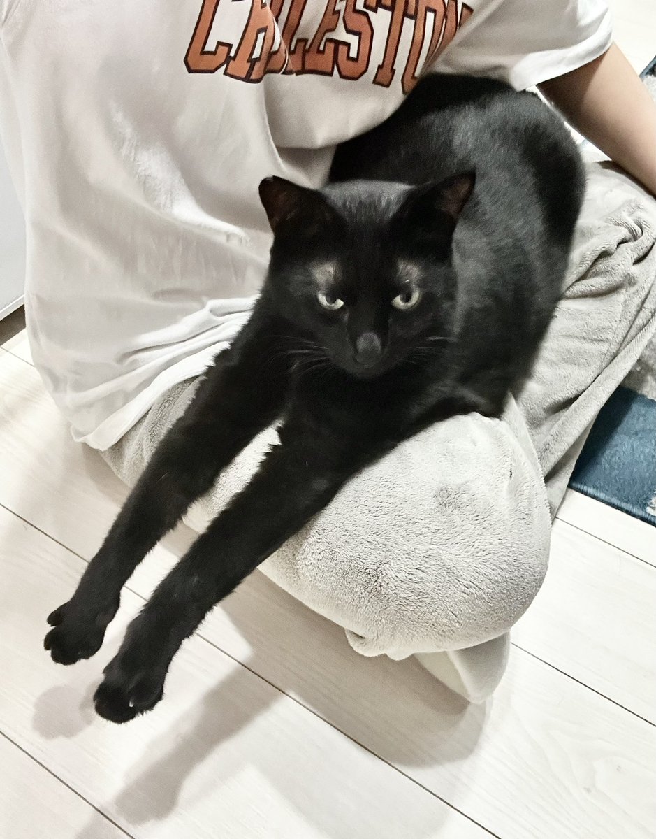 人間のお膝でまったり🐾