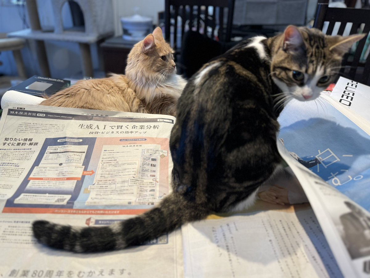 あけましておめでとうございます🎍
今年も健やかに！

2026年も元旦の新聞を読むのに猫に邪魔される恒例行事からスタートです。