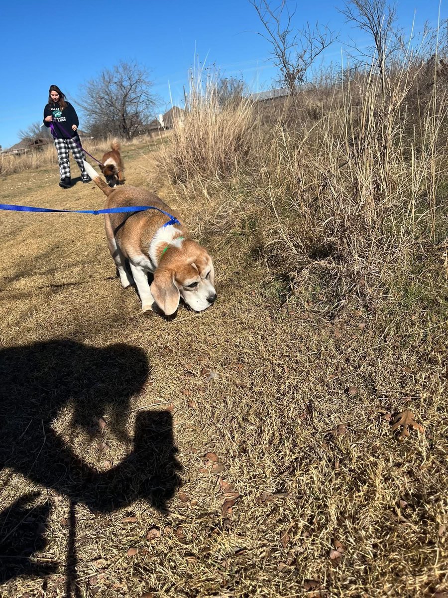 Miles the Beagle tweet media