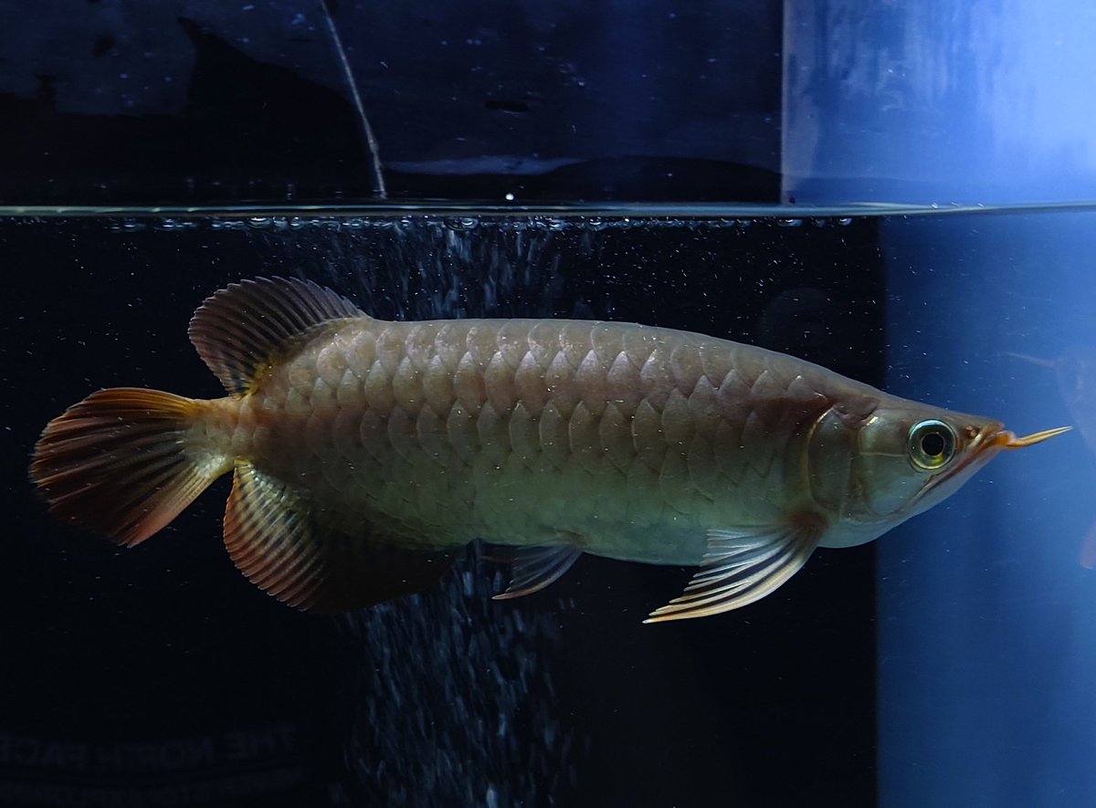 DAN'S SON'S様⭐︎引き取り希望 株式賢者 (@2oTKQDdpBc78397) / Posts / X