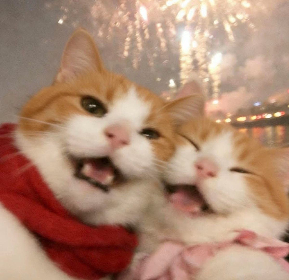 ~🤍✨happy new year ✨🤍~
