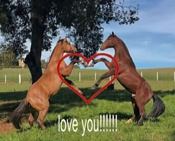 ᅠ ₊🧉🐎❜: 𝑯𝑶𝑹𝑺𝒀 𝑳𝑽 𝟗𝟗. tweet media