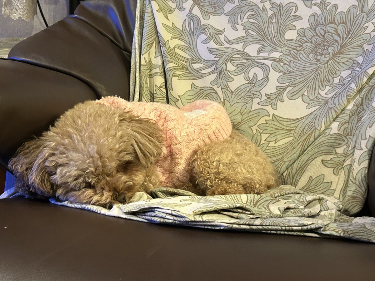 やまだたけし 山田たけし🐥新人vtuber (@takeshiyamadav) / Posts / X