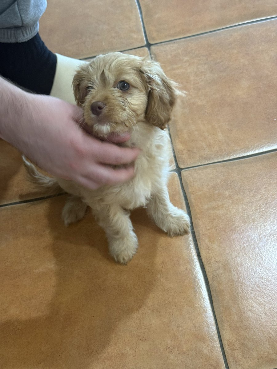 slevels_'s tweet image. Hey @grok put elf ears on her