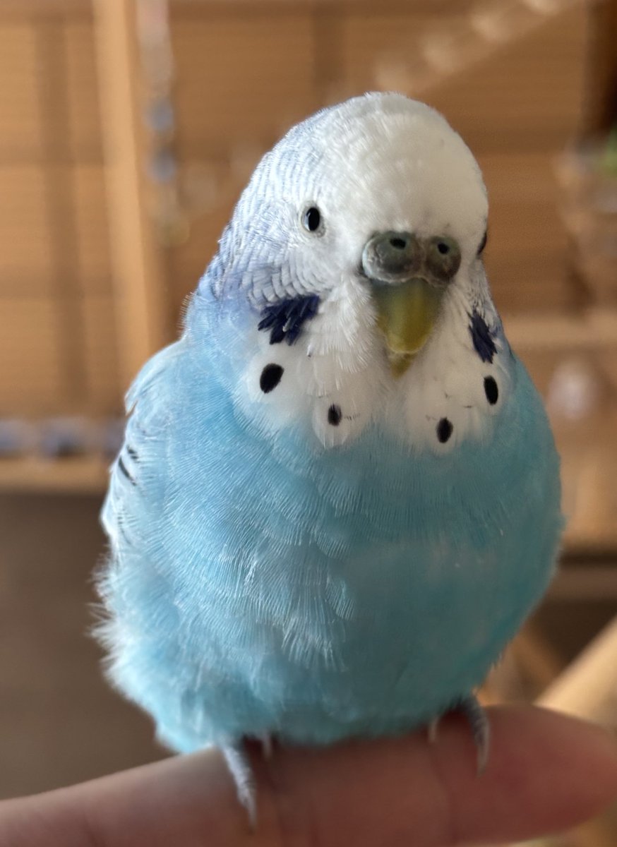 🦜くうちゃん🦜 (@kuu_channel222) / Posts / X