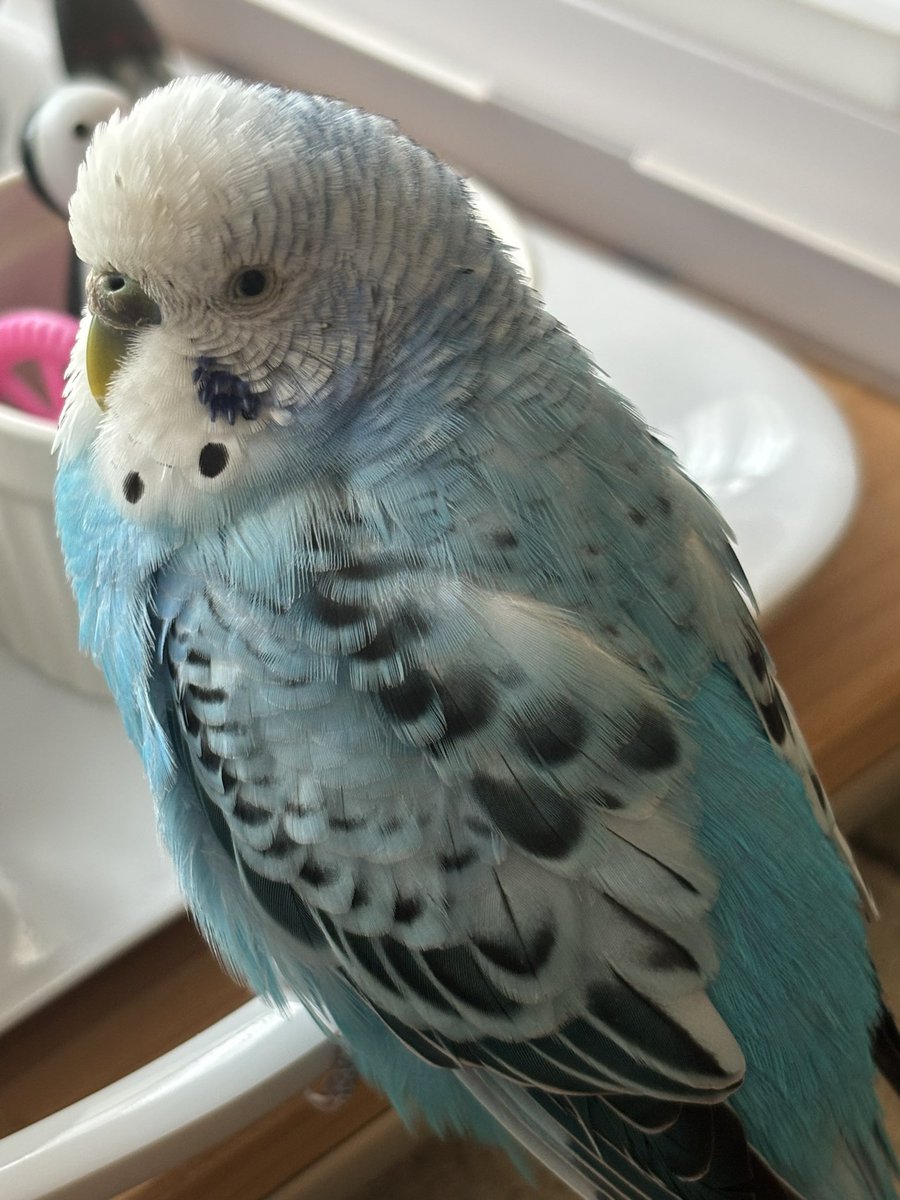 🦜くうちゃん🦜 (@kuu_channel222) / Posts / X