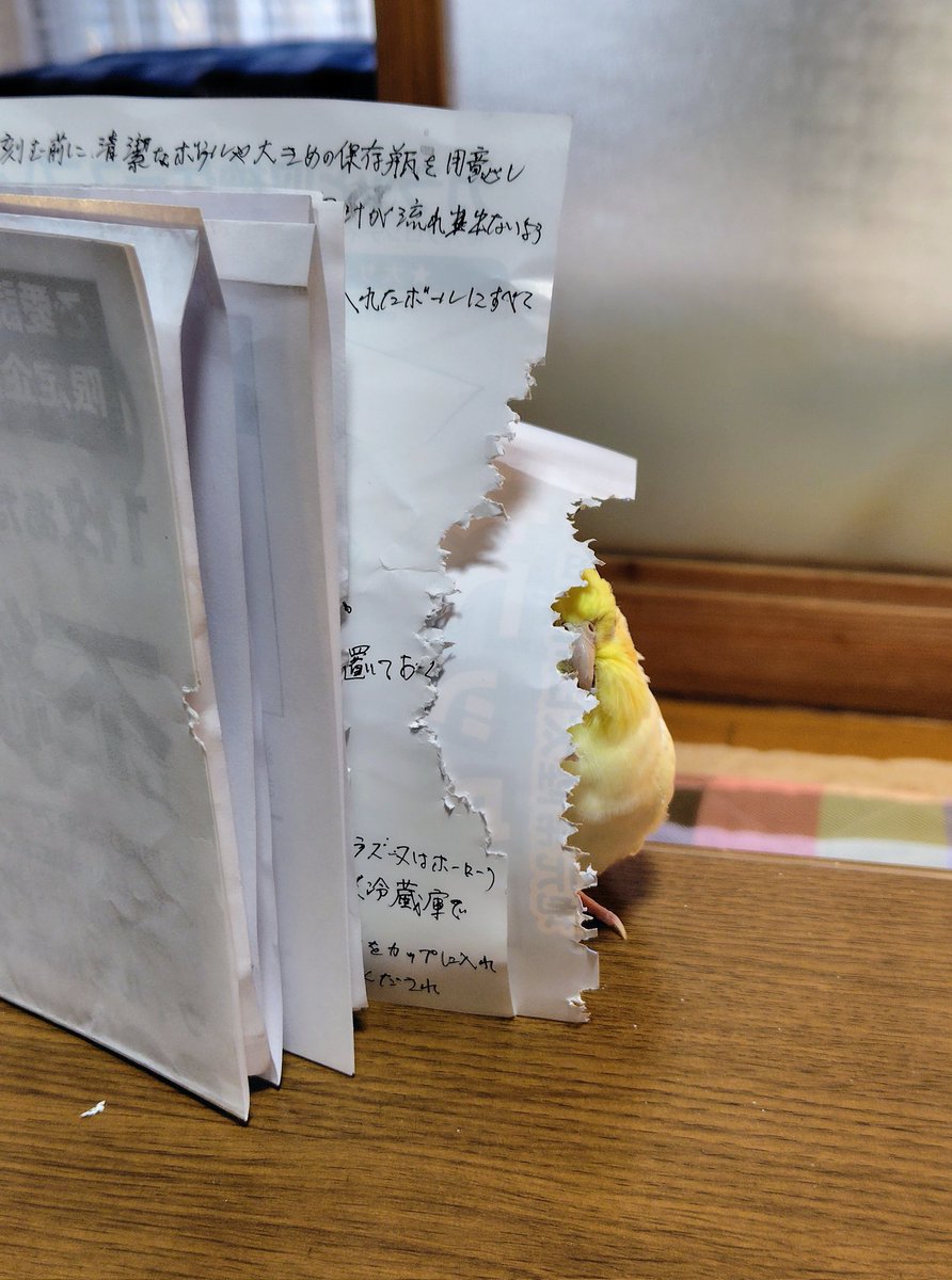 yone5495's tweet photo. 何故か紙に隠れてる。
年明けから笑いを有難うとう!!
 #オカメインコ https://t.co/YSREWLEPJr