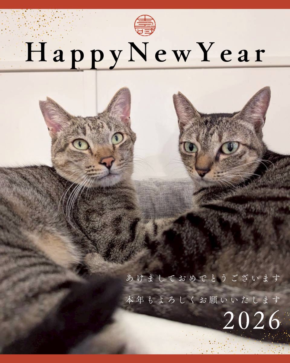 🎍 新年のご挨拶 🎍

あけましておめでとうございます。
譲渡型猫カフェCAIT SITH（ケット・シー）代表の服部です。

昨年も多くの方に支えられ、
たくさんの命と向き合う一年となりました。
心より感謝申し上げます。

今年、私たちが大切にしていきたい想いがあります。