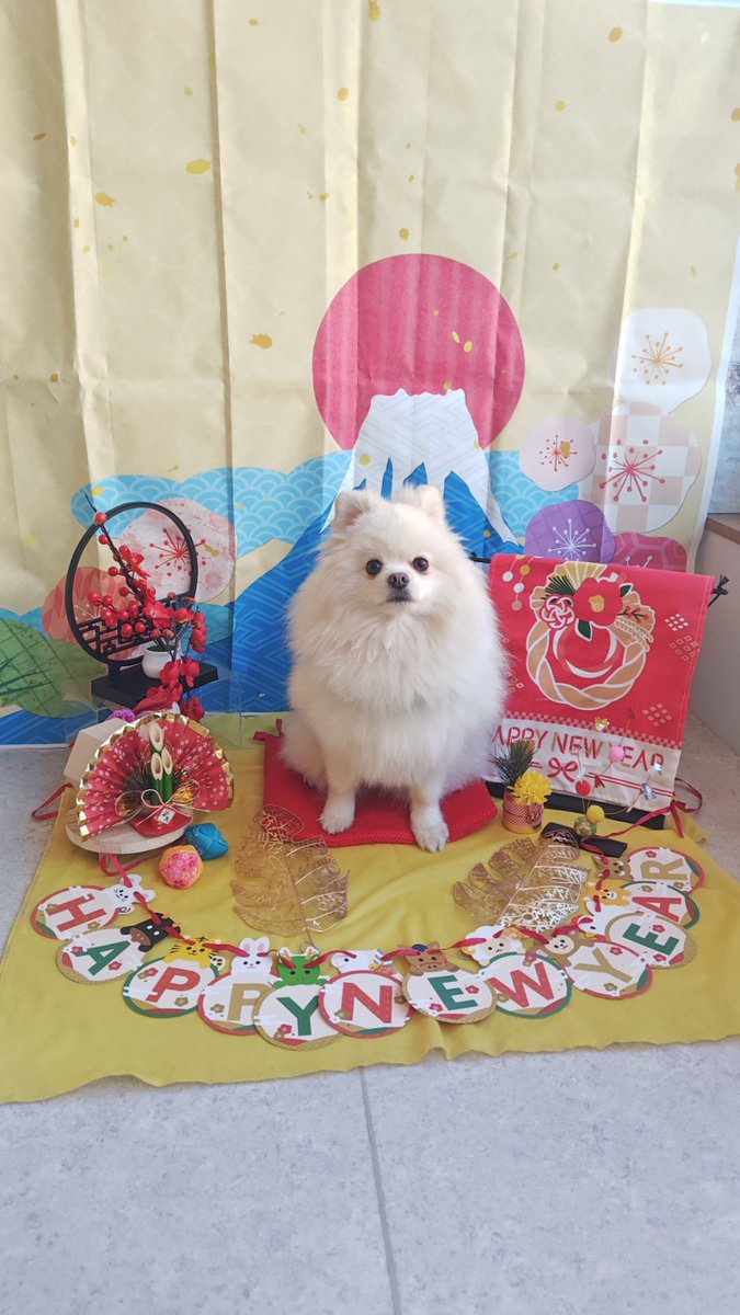 SugaH0822's tweet photo. 新年のご挨拶🎍
あけましておめでとうございます
今年もよろしくお願いします
#ポメラニアン　#pomeranian
#犬との暮らし  #犬と幸せ  #愛犬
#犬好き　#あけましておめでとう2026 https://t.co/Vezmh3UhBT