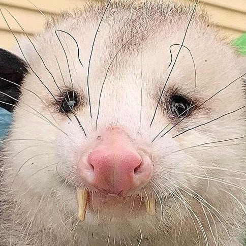 GillianNaps tweet media