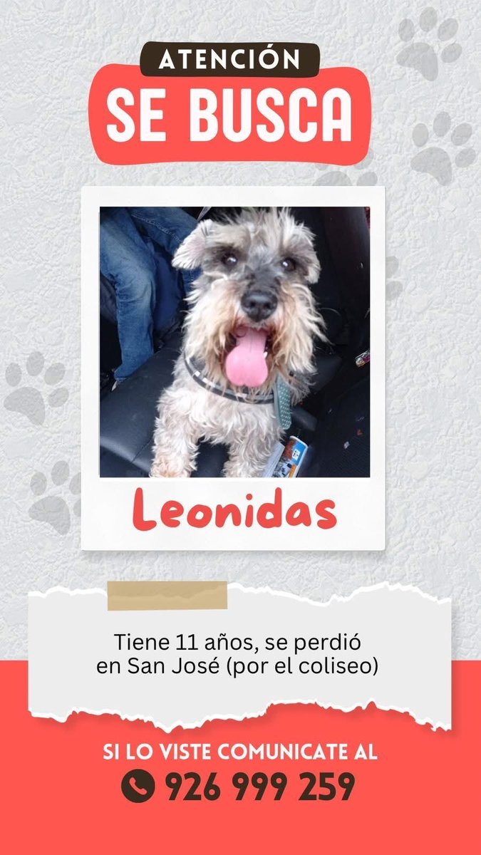 karinalch05's tweet photo. URGENTE 
Se perdió Leónidas. Un schnauzer de 11 años machito en la Urb San José - Radio Patrulla . Piura. El 30 diciembre a las 7 30pm
Su familia está que lo busca desesperadamente. Necesita medicación y le teme mucho a los pirotécnicos. 
Difundir POR FAVOR https://t.co/POUlXIBqy1