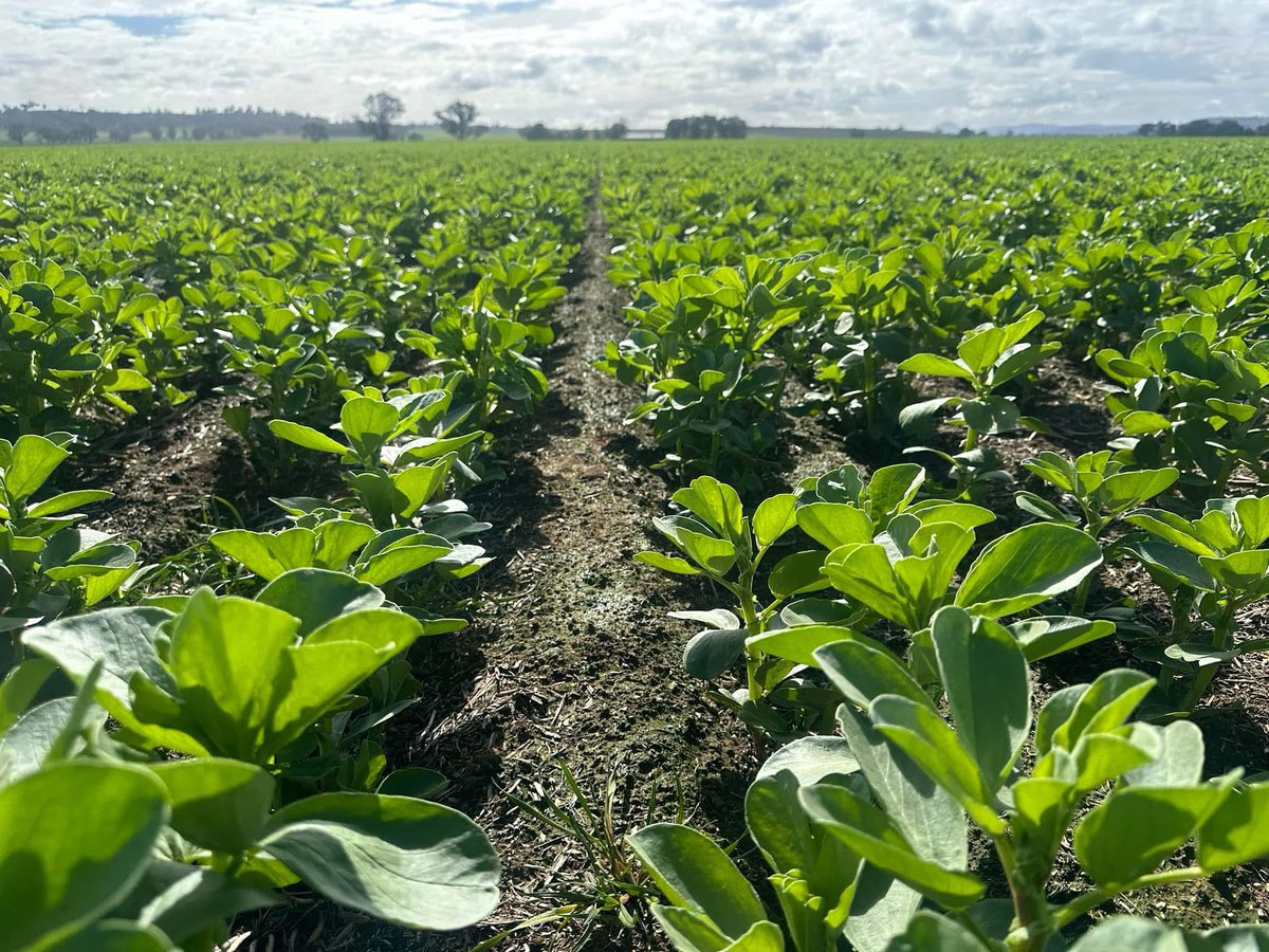 Growmore Agronomy Services tweet media