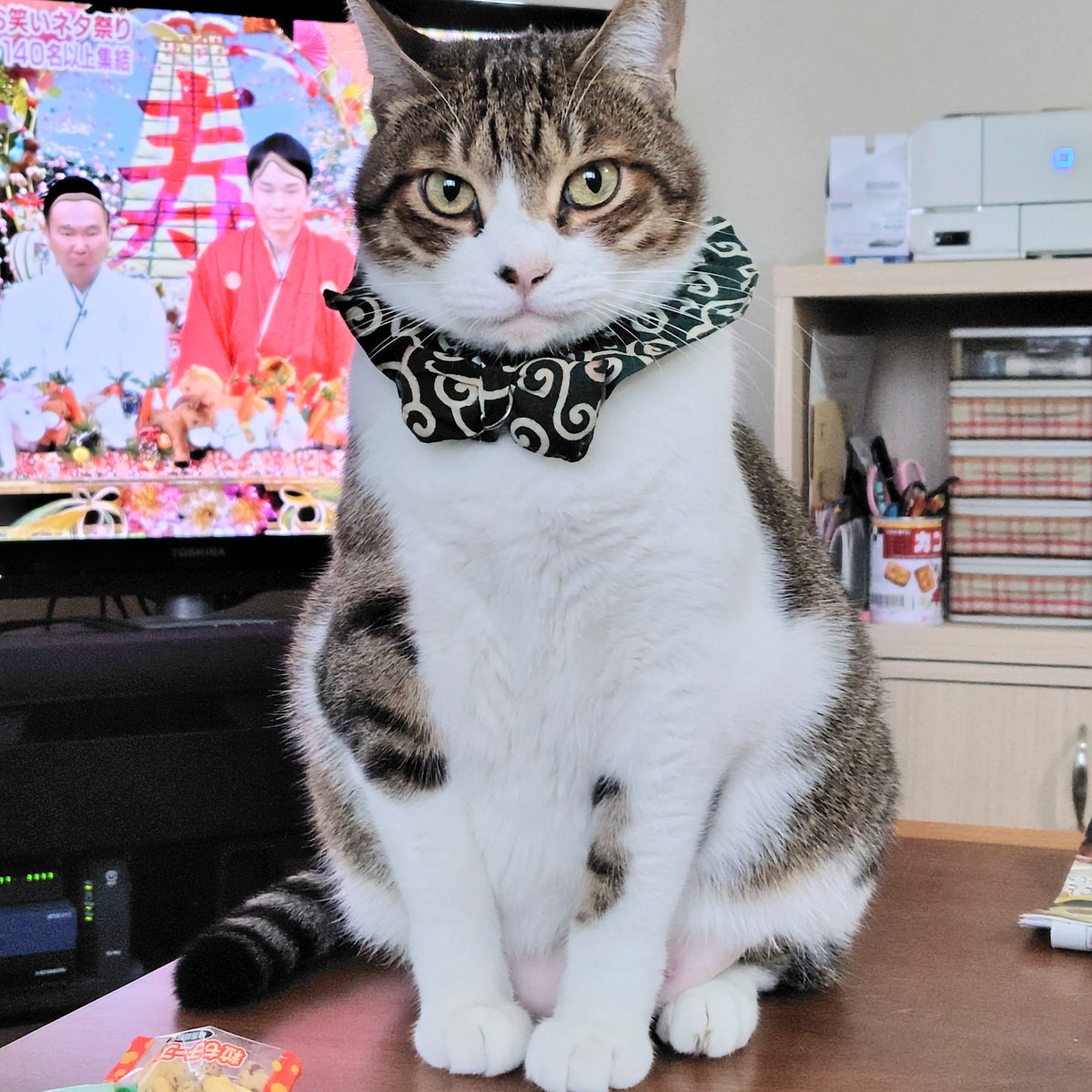 明けましておめでとうにゃ🎍 今年もよろしくにゃ〜🐱