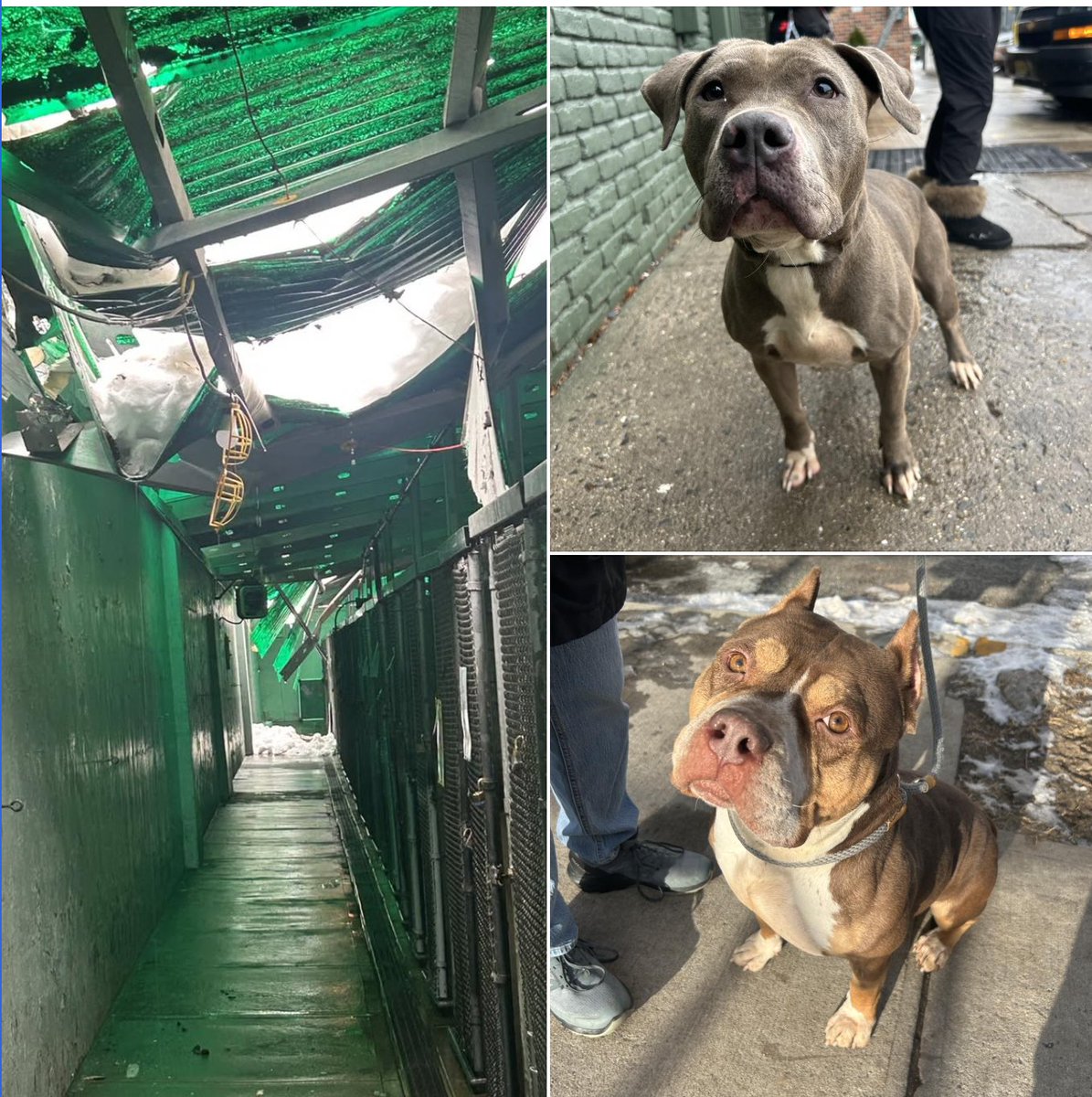 As of just eight hours ago, the Newark shelter was still seeking fosters for its dogs. The whole roof above a row of dog kennels caved in because of the heavy snowfall.

Please help them if you can, and thank you.

RT

ahscares.org/become-a-foste…