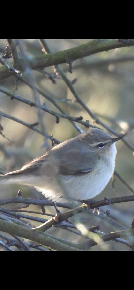 EdBirder's tweet image. Birding highlights of 2025 were mainly finding Little Bunting and a couple of Siberian Chiffchaffs on local patch. Also great to have a Corn Bunting there too #birdsseenin2025