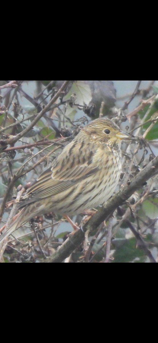 EdBirder's tweet image. Birding highlights of 2025 were mainly finding Little Bunting and a couple of Siberian Chiffchaffs on local patch. Also great to have a Corn Bunting there too #birdsseenin2025