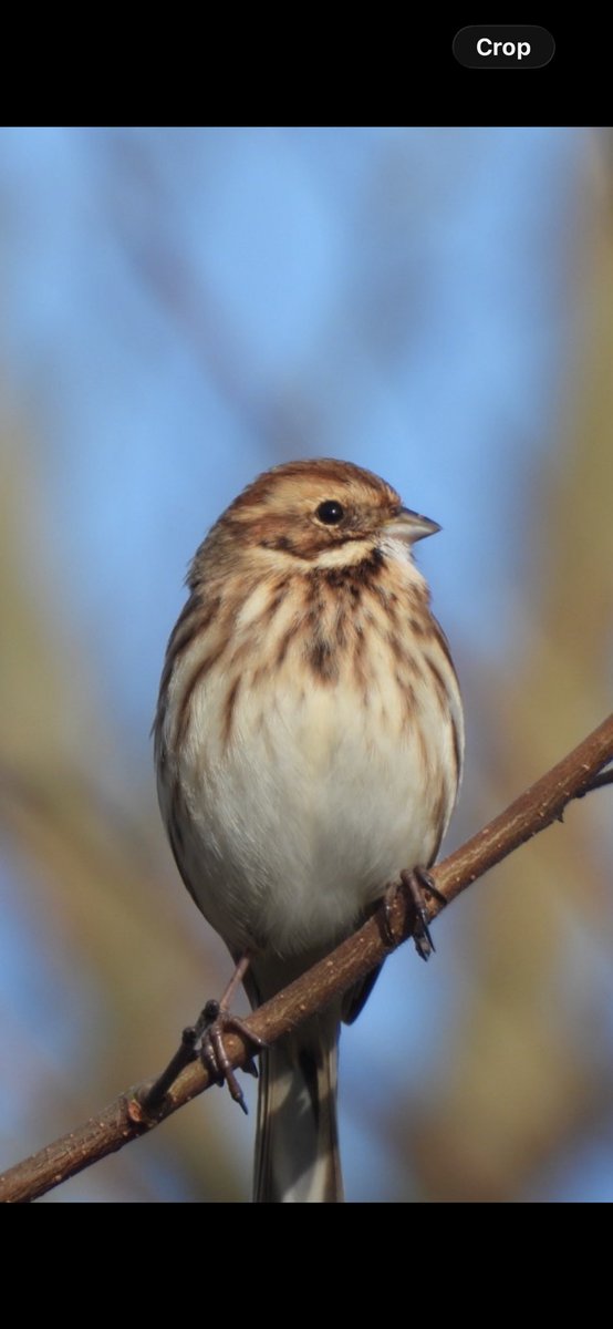 EdBirder's tweet image. Birding highlights of 2025 were mainly finding Little Bunting and a couple of Siberian Chiffchaffs on local patch. Also great to have a Corn Bunting there too #birdsseenin2025