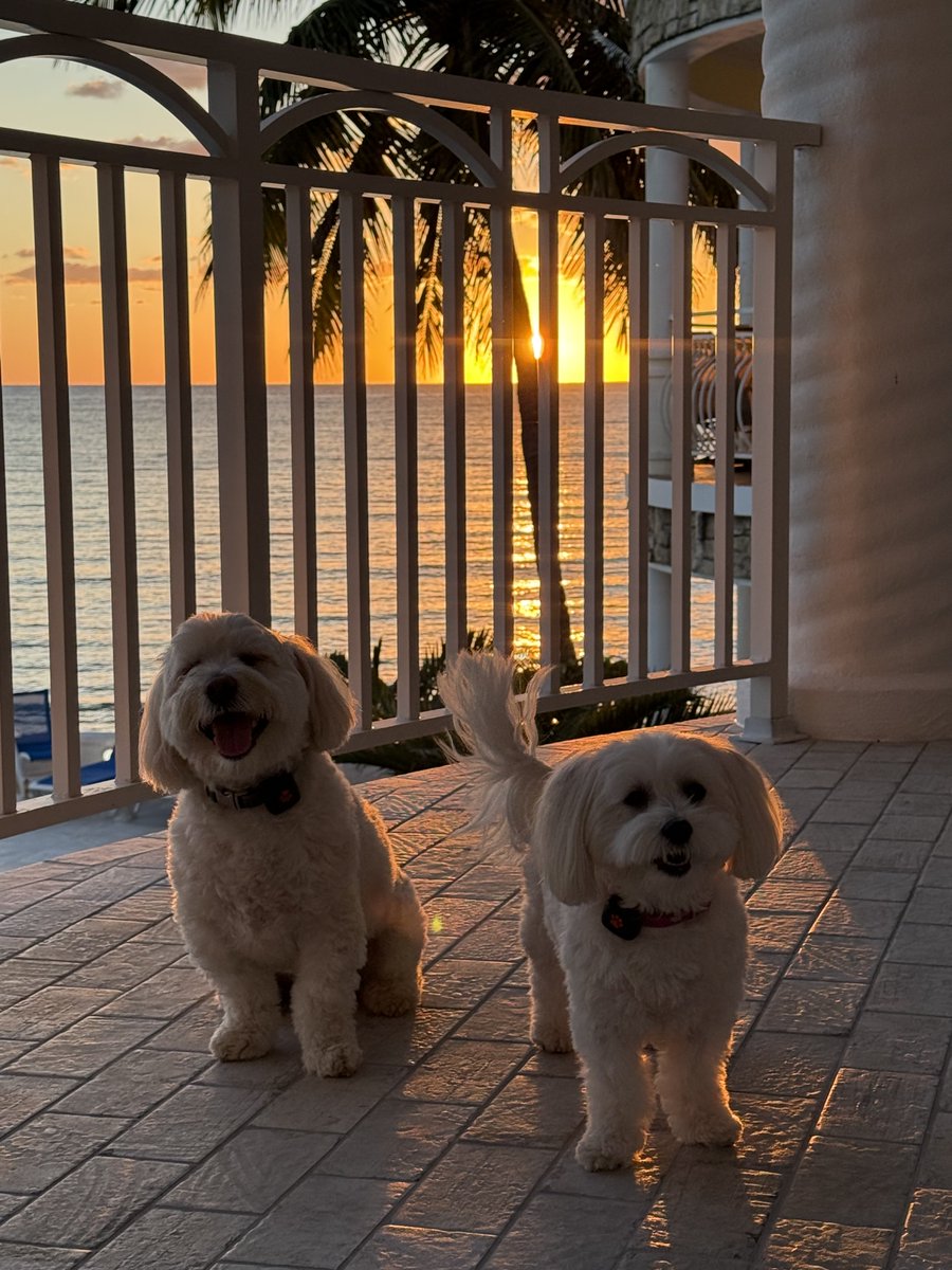 imzozoonthegogo's tweet photo. Arrived just in time for sunset. Happy New Year’s Eve everyone! https://t.co/JqUzUy7N82