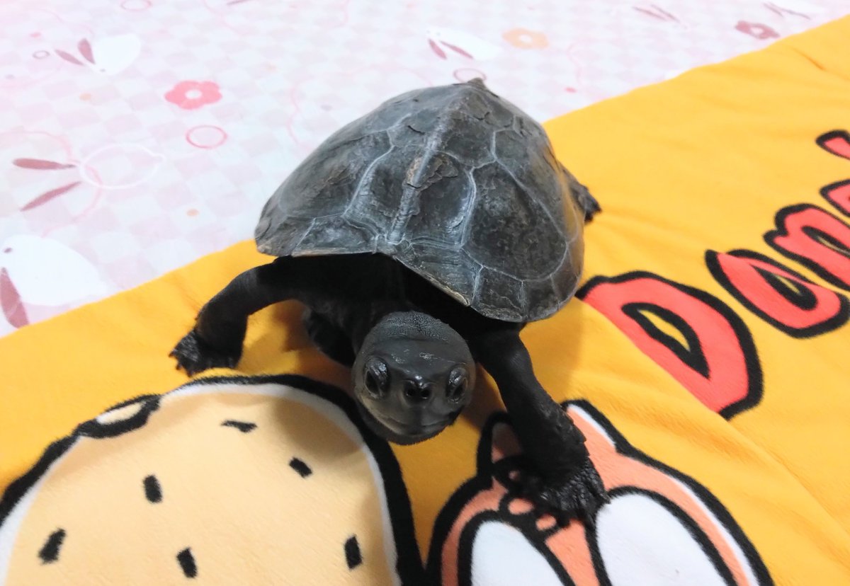 明けましておめでとう御座います🎍㊗️
本年も宜しくお願い致しますかめ
🐢🐢🐢
全ての生命に幸あらんことを✴