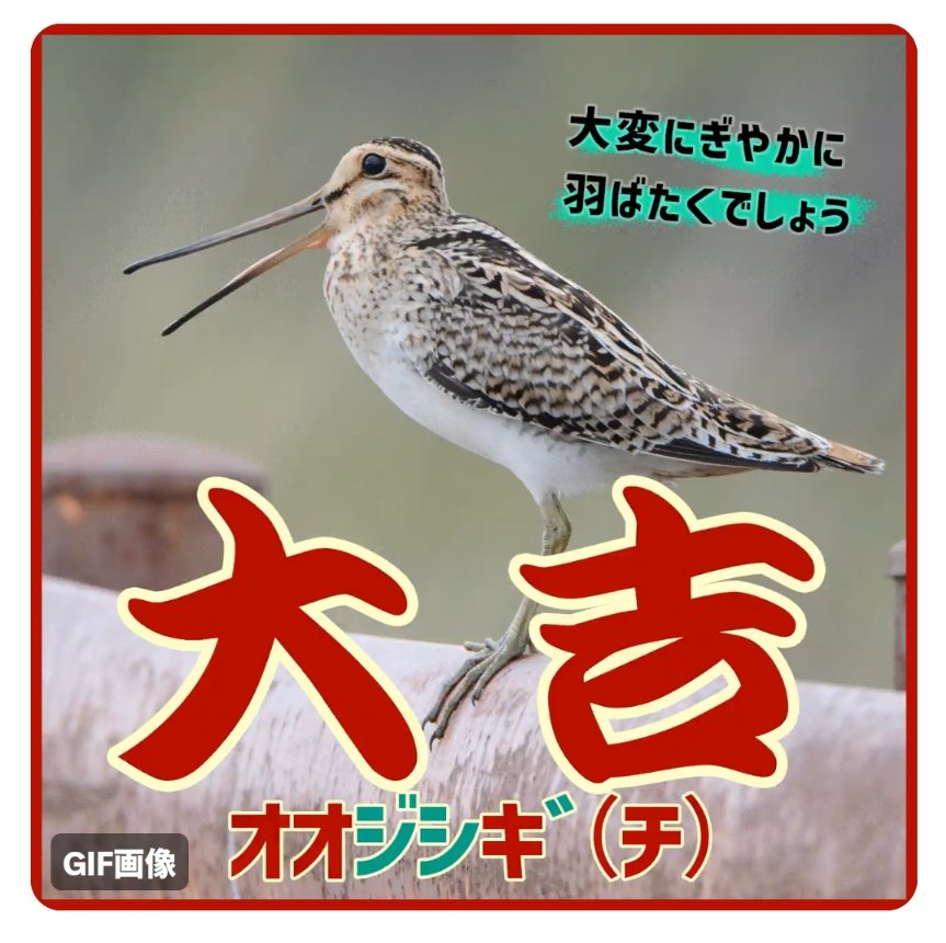 あけましておめでとうございます😊
今年もよろしくお願いします

#野鳥おみくじ 
めちゃくちゃ可愛い♥