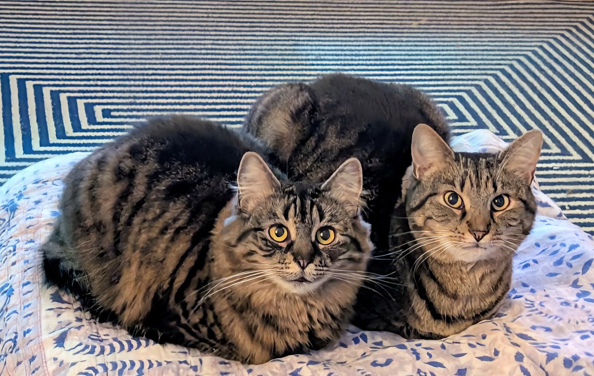 Včera volala na linku dívka, které umřela před šesti měsíci máma.
Nechtěla vstoupit do nového roku, protože máma zůstává v tom starém. Zvládla jít spát, což jsem viděla jako úspěch, těžké téma na jeden rozhovor. Ať je nový rok Tady a Teď. Minulost není a budoucnost taky ne.
Fakt.