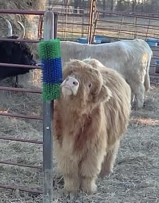 Jeff Brown tweet media