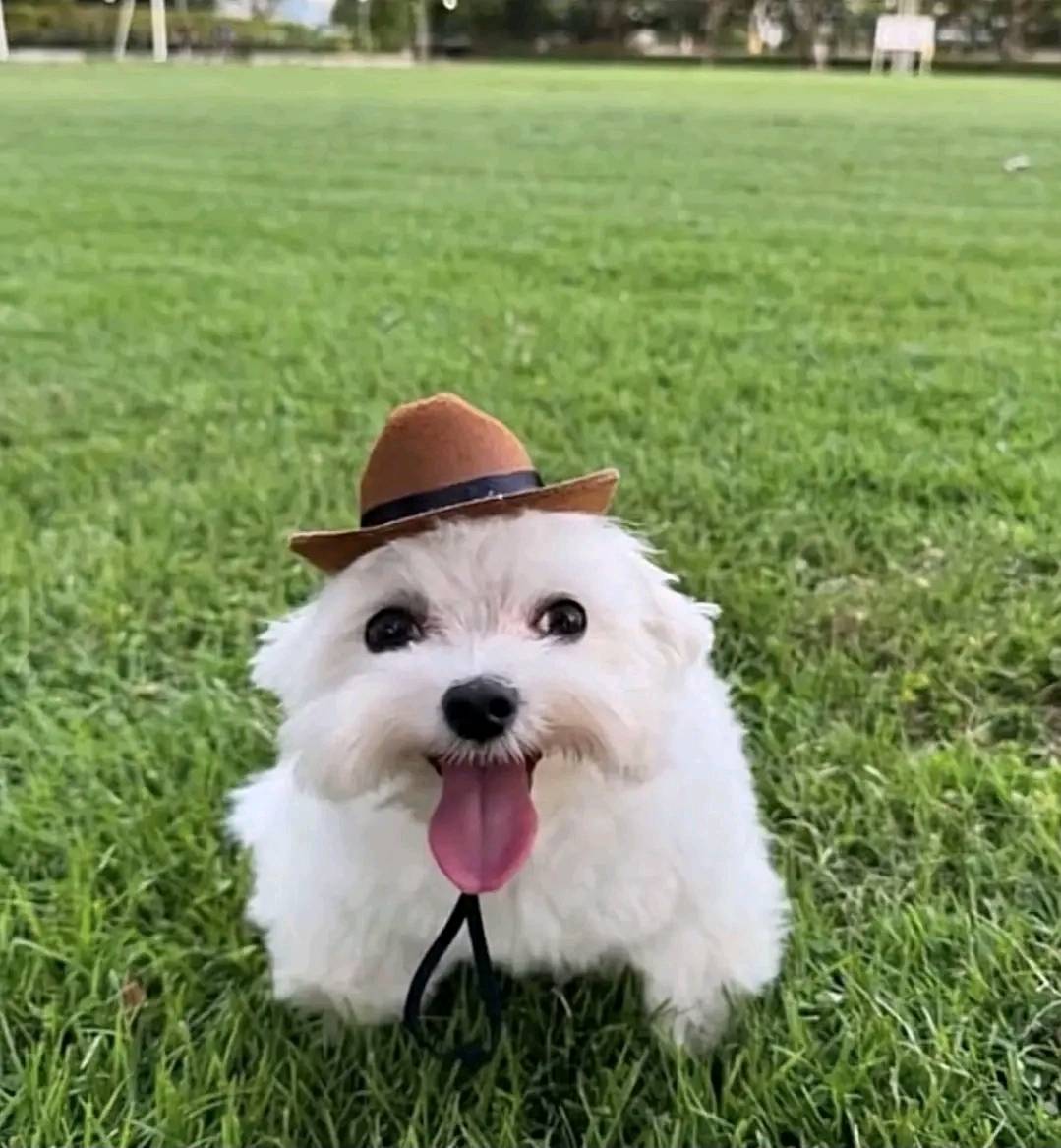 k1llerharmony's tweet photo. @mikeyway @gerardway my friend said this dog is an ugly thing and i said well mikey way would hate you for saying that. they think mikey would agree with them. mikey what do you think https://t.co/LlLstTuqZj