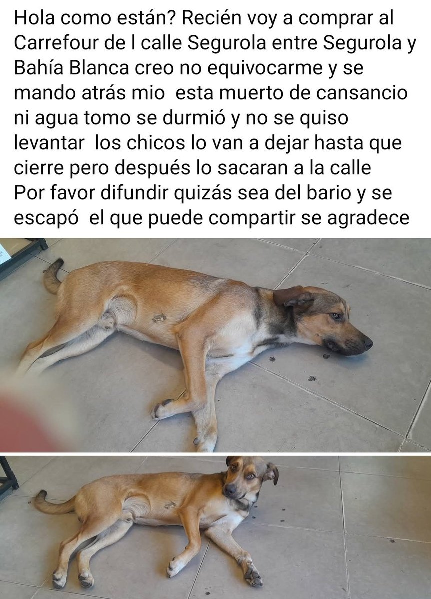 Este perrito anda perdido y agotado por Floresta. Su dueña es de Flores y lo está buscando. Fue recién a Carrefour, ya había cerrado y el perro no estaba. Si lo ven por favor reténganlo 🙏🏽 y hacemos el contacto con la dueña para que lo vaya a buscar.