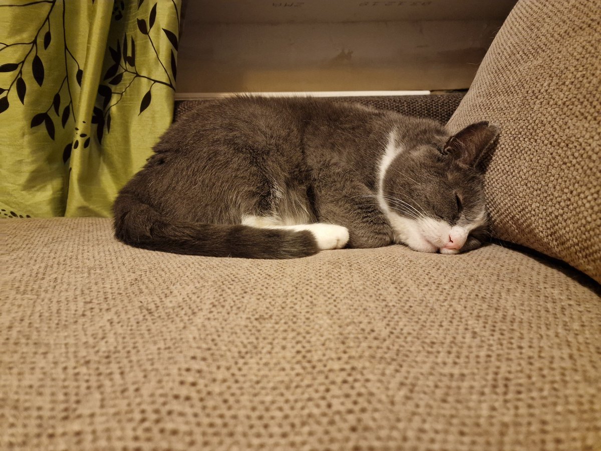 Šaiba visiem novēl mieru Jaunajā gadā! Pat tad, kad uz brīdi ir bail un sākas stress, saņemties un atkal atrast mieru!
Lai Laimīgi! 🎉🐾