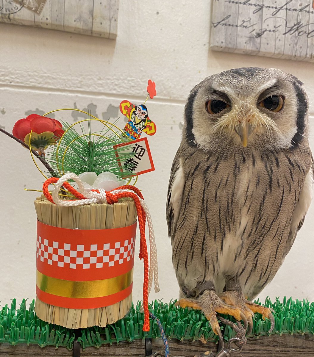 OWLCAFE-フクロウのみせ月島 【公式】 (@fukurounomise00) / Posts / X
