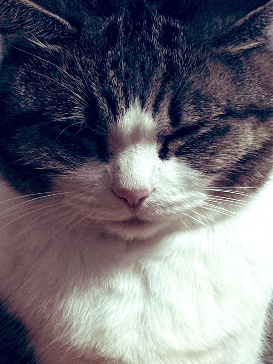 引き続きAdabanaを作って歌っていきます
今年も宜しくお願いします
---
賑やかな夜ととても静かな朝と眠そうな猫