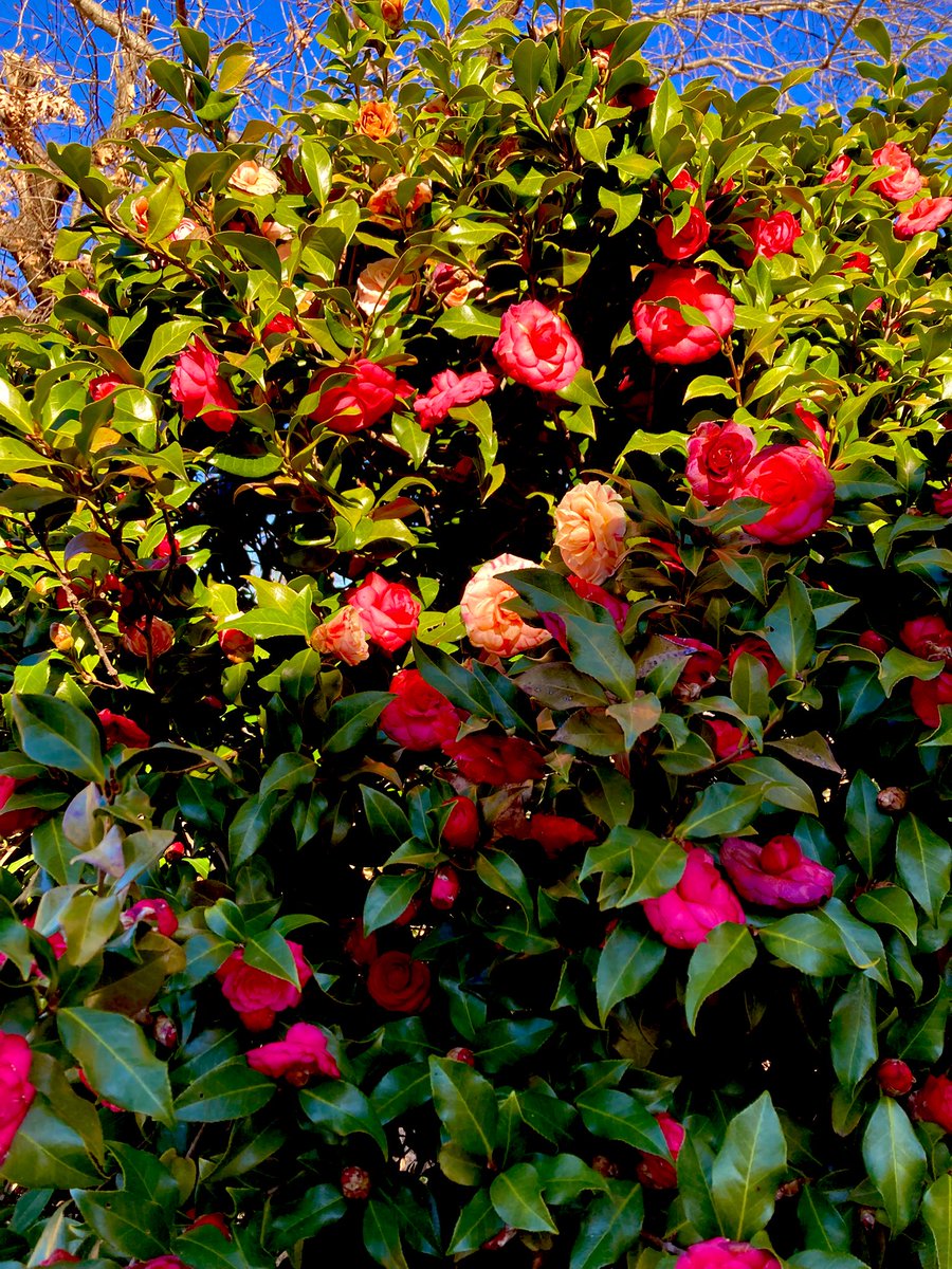 strollingwalker's tweet image. Happy new year and good riddance to 2025 from our winter camellia.