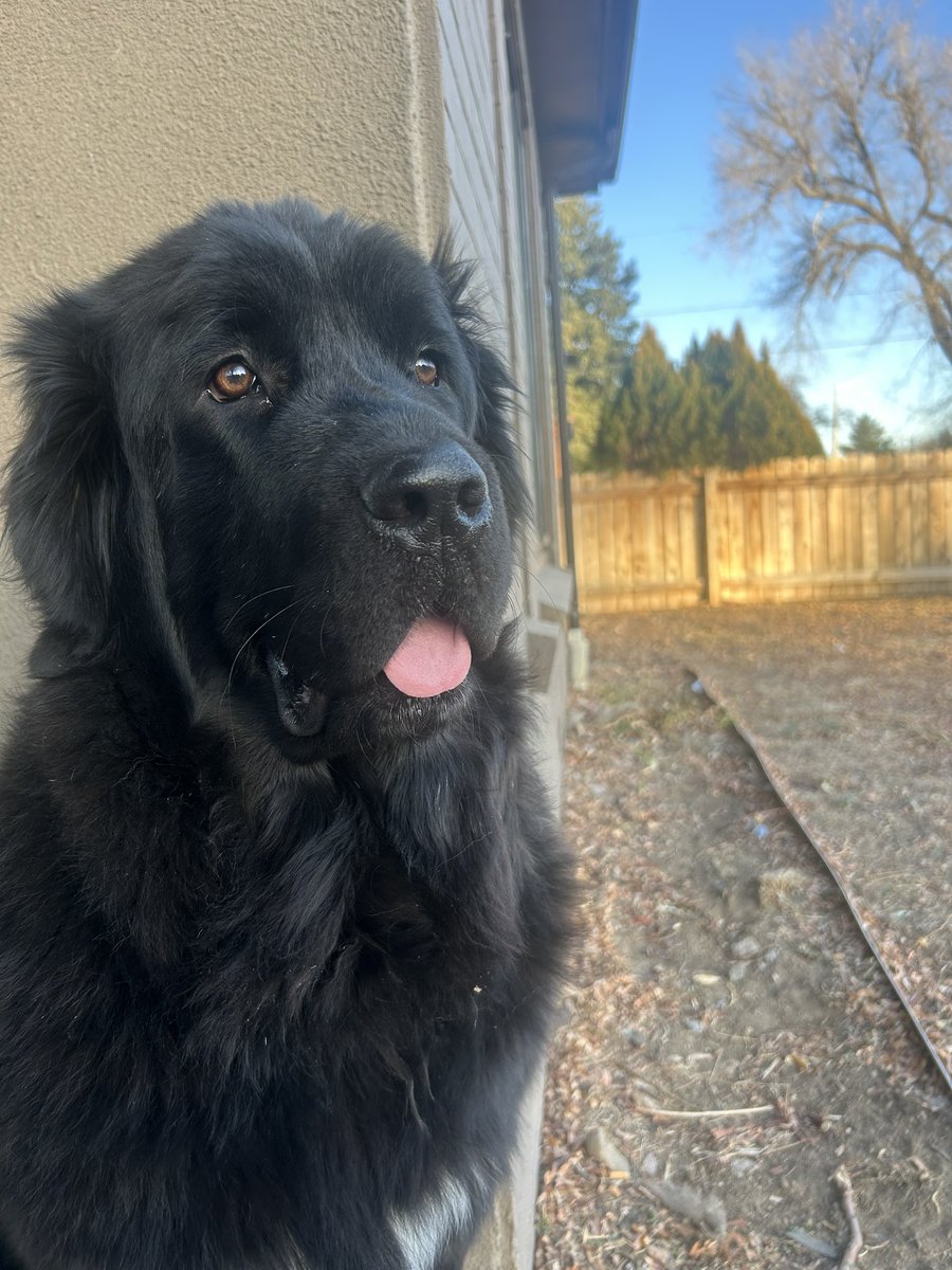 About a year ago today I got this asshole and even though my life is immeasurably worse as a direct result I’m glad you’re my problem and not someone else’s. Happy Anniversary Celine