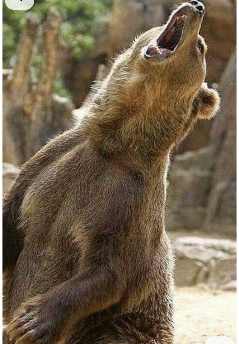 Chuck Walsh tweet media