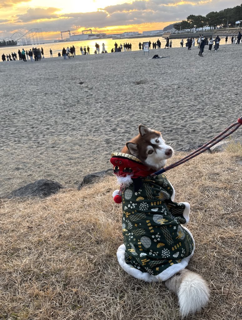 ︎✿あんず✿ハスキー (@husky_anz0516) / Posts / X