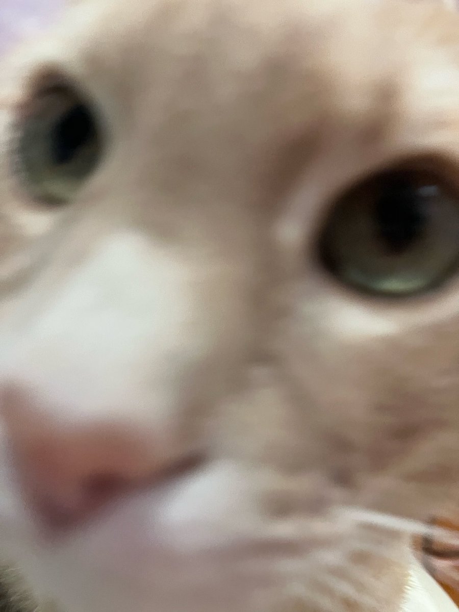 ¡¡ whimsy !! :3 tweet media