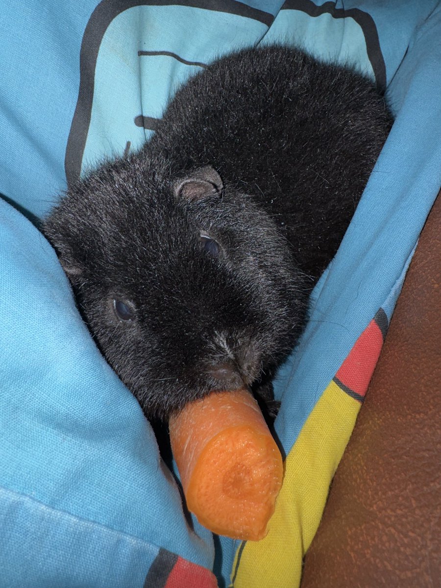 #guineapig